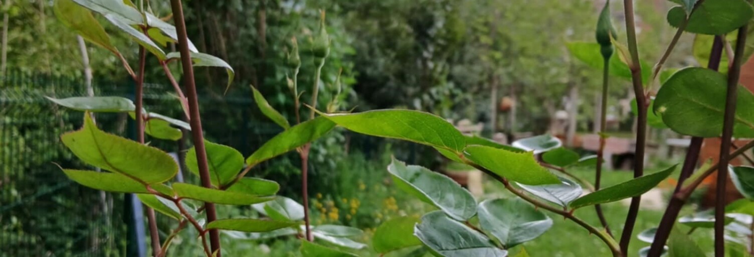 Photo N° 2