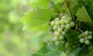 Local industriel 5 Pièces 600 m² à vendre à Vouvray (37210)