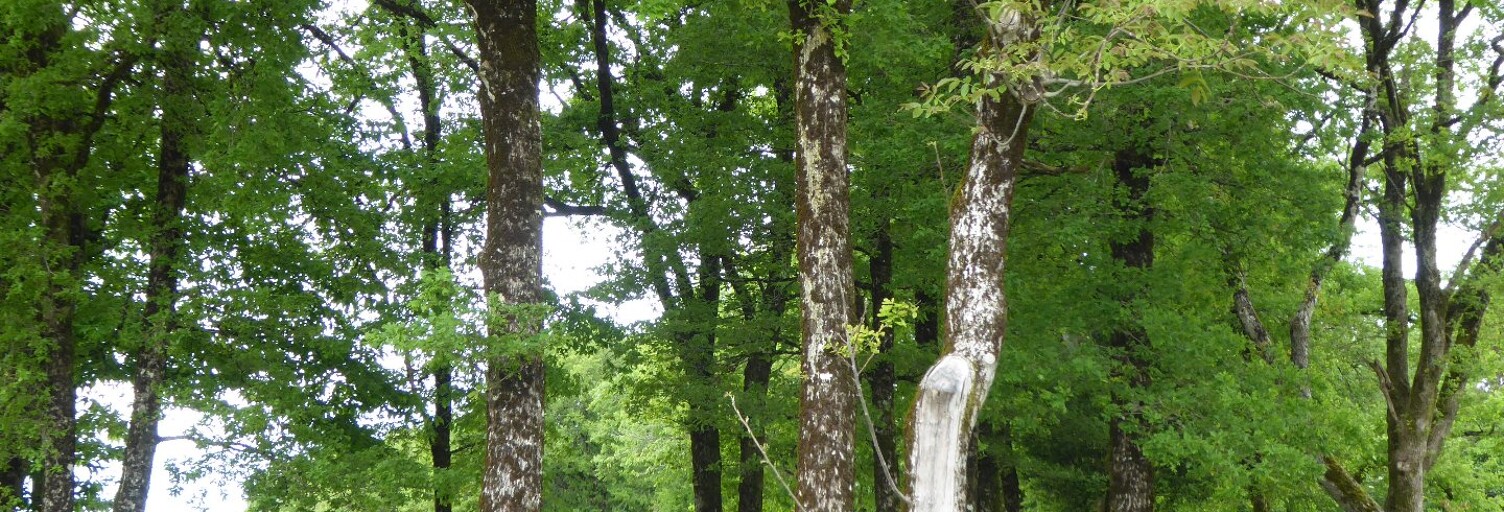 Terrain  1410 m² à vendre à Gorses (46210)