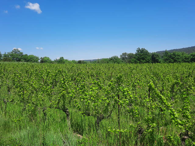 A VENDRE -CANNES ET CLAIRAN - BELLE PARCELLE DE VIGNE — photo du bien