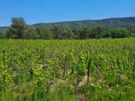A VENDRE -CANNES ET CLAIRAN - BELLE PARCELLE DE VIGNE — photo 2