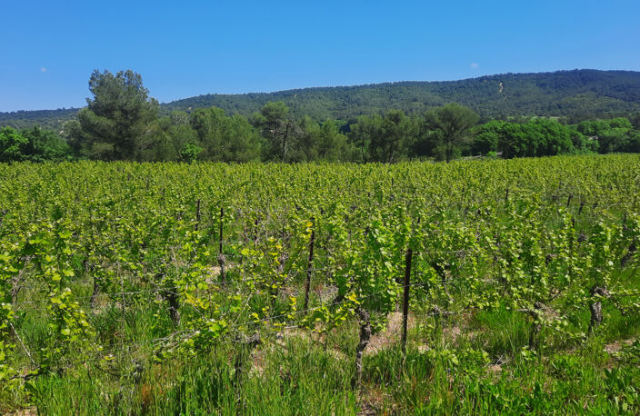 A VENDRE -CANNES ET CLAIRAN - BELLE PARCELLE DE VIGNE — photo 2