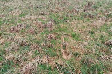 Terrain  63000 €
