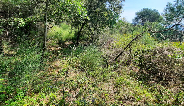 Terrain  à vendre Reynès 66400