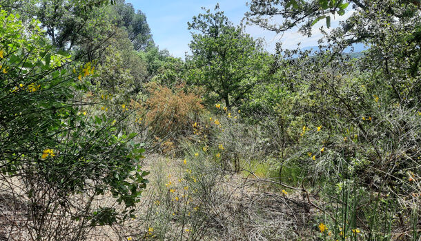 Terrain  à vendre Reynès 66400