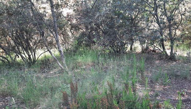 Terrain  à vendre Reynès 66400