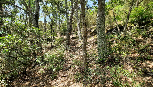 Terrain  à vendre Reynès 66400