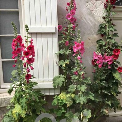 Immeuble  454000 €