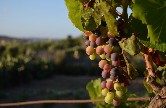 Charmant Domaine viticole en activité  Clé en main  Caux (Hérault) — photo 2