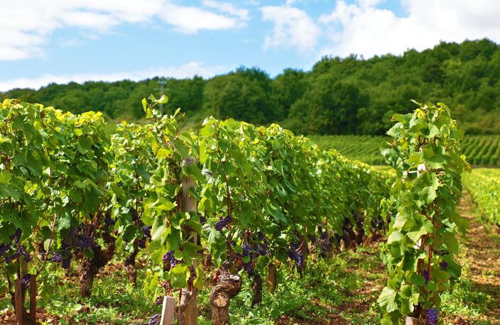 Charmant Domaine viticole en activité  Clé en main  Caux (Hérault) — photo 5