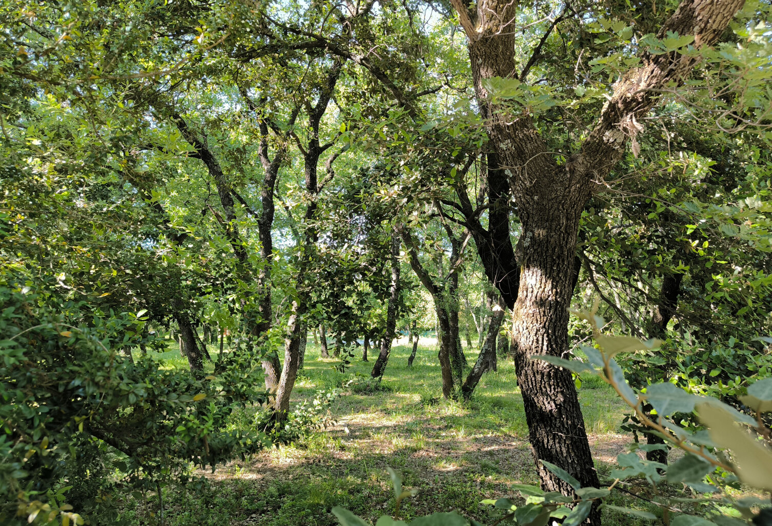 St SIFFRET  à 4 km d'Uzès Terrain à bâtir de 1200m2 viabilis — photo 1
