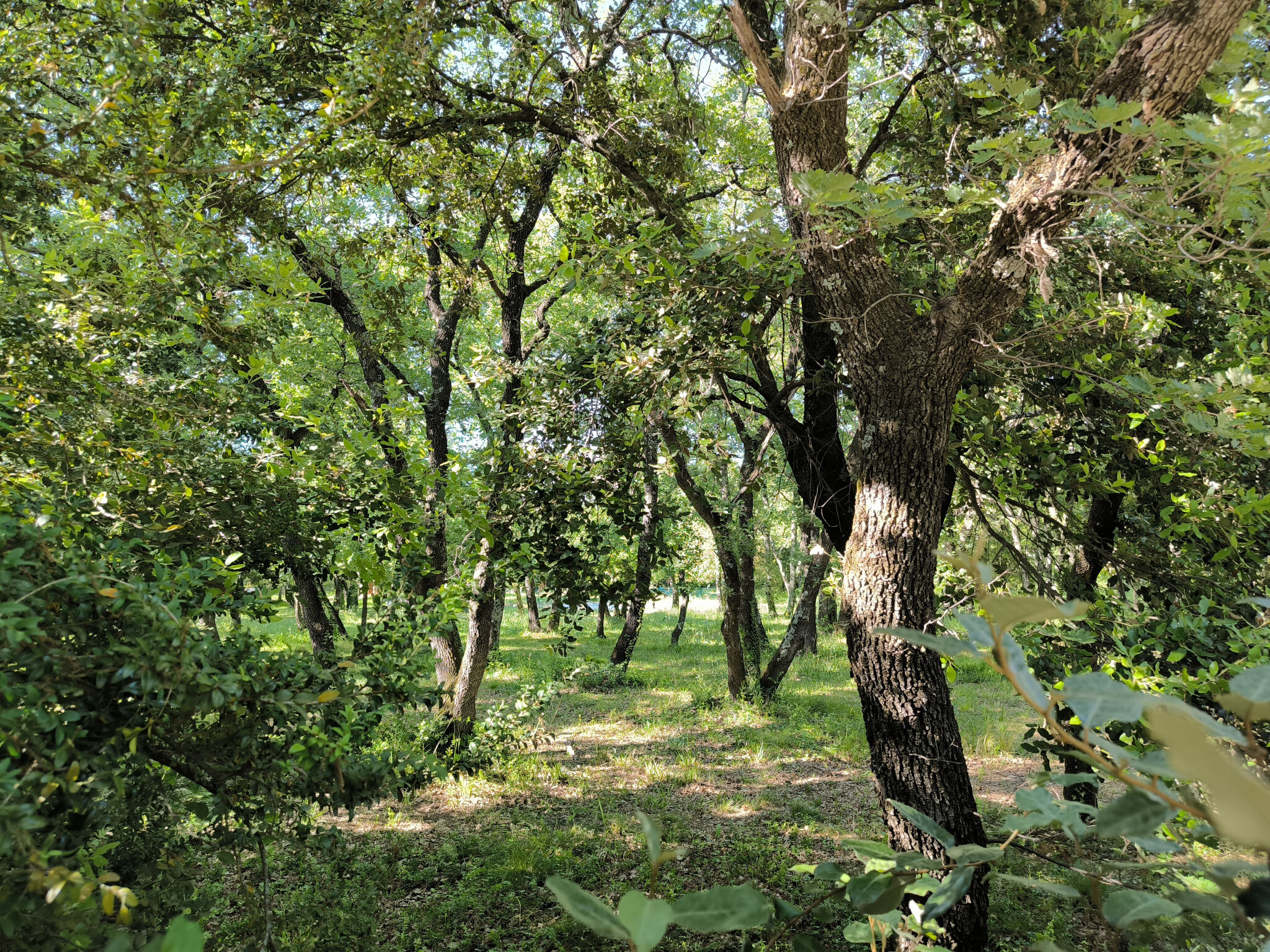 Terrain  à vendre Saint-Siffret 30700