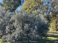 Terrain constructible de 2 150 m² Lorgues — photo 2