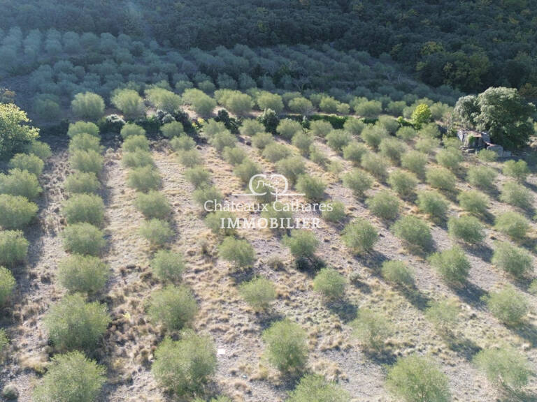 OLIVERAIE — photo 1