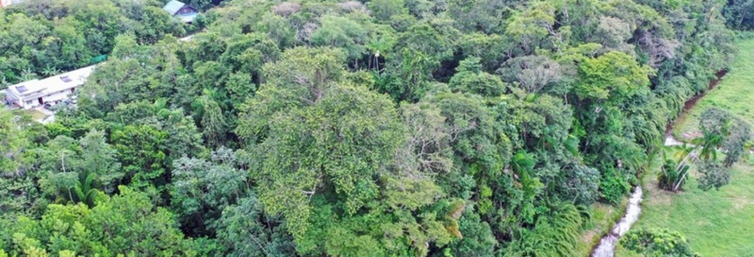 Terrain  15000 m² à vendre à Saint-Laurent-du-Maroni (97320)