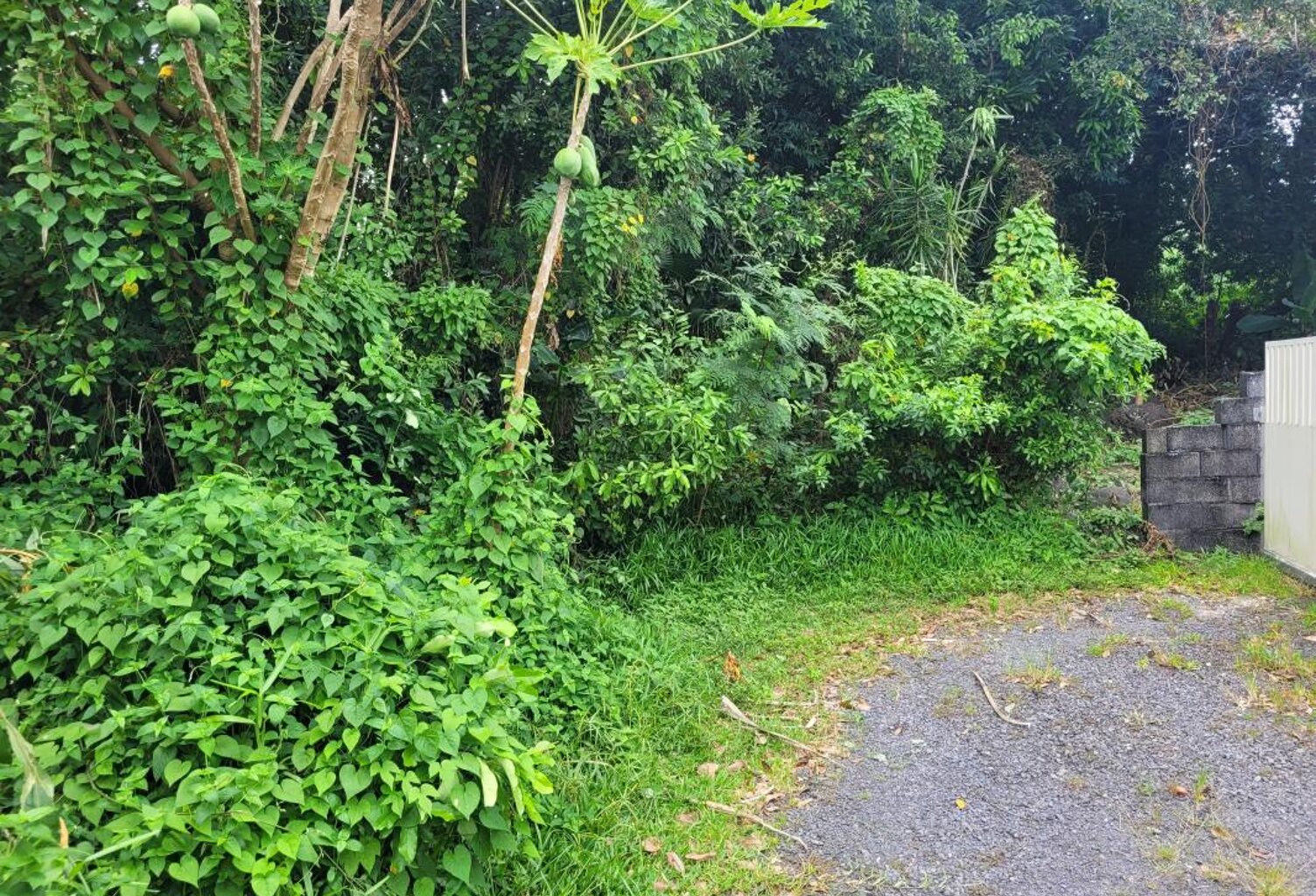 Terrain au cœur de la nature, à deux pas du Bassin Bleu à Sainte Anne — photo 1