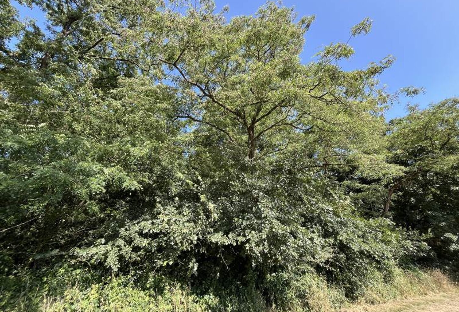 Terrain non constructible de 0 pièces principales — photo 1