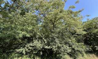 Terrain  3732 m² à vendre à Sorigny (37250)