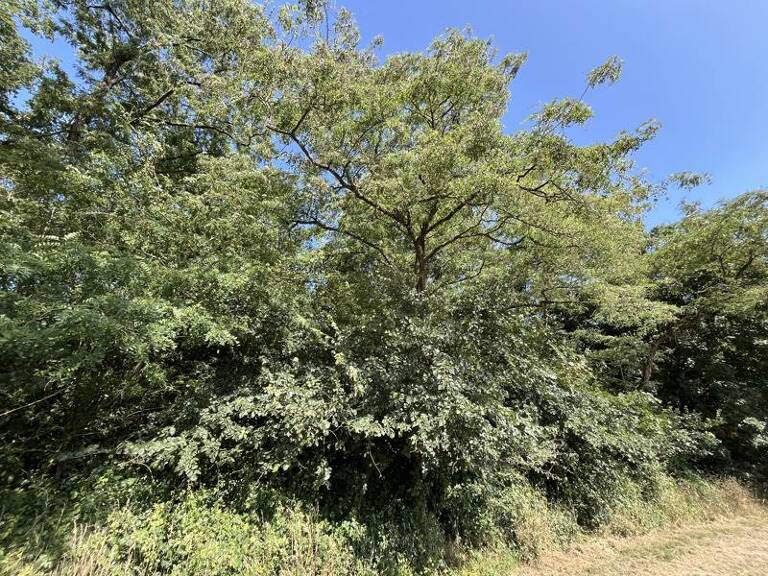 Terrain non constructible de 0 pièces principales — photo 1