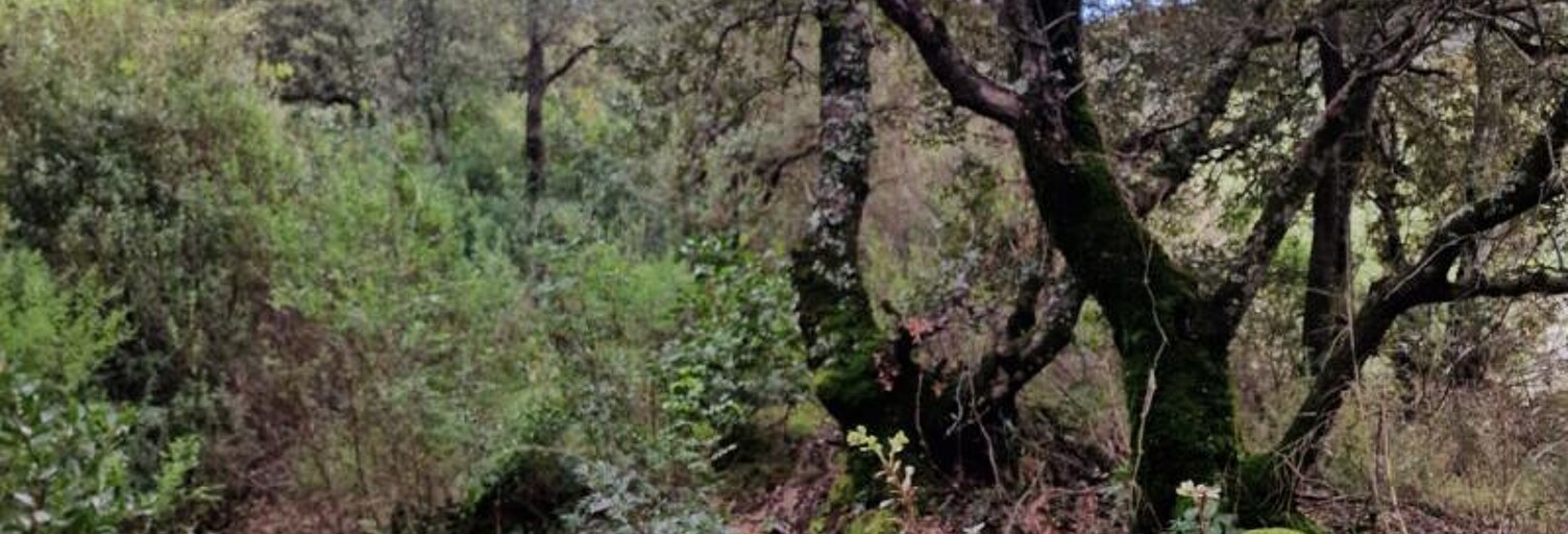 Terrain  2032 m² à vendre à Sartène (20100)