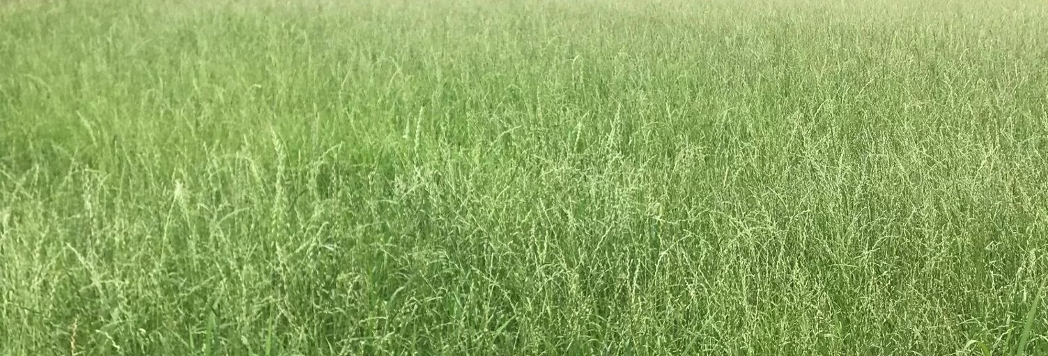 Terrain  2175 m² à vendre à Beauchalot (31360)