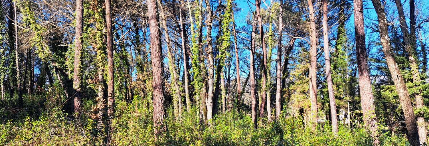 Terrain 2000 m² à construire Tourrettes (83440)