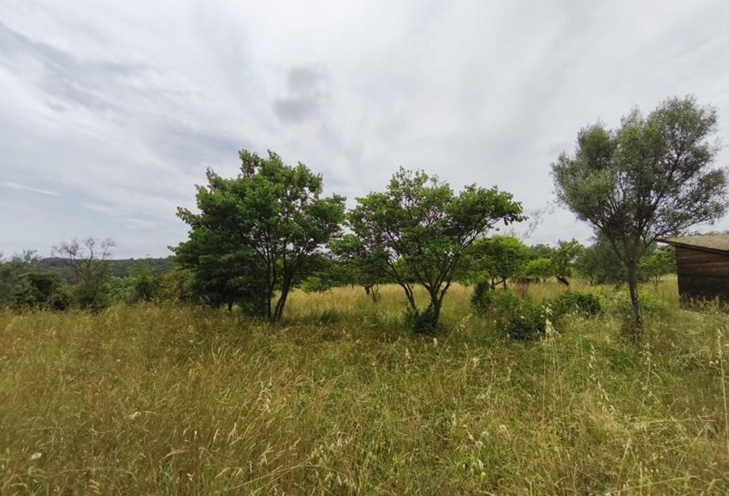 Vente terrain  3690 m² Saint-Georges-d'Orques (34680) — photo 1
