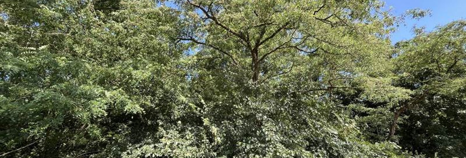 Terrain  1608 m² à vendre à Sorigny (37250)