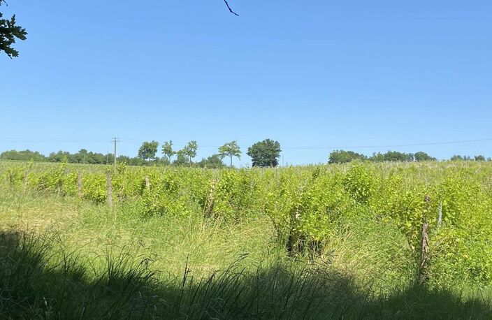 Parcelles de vignes bio et terrain boisé 6.89 hectares dans le — photo 5