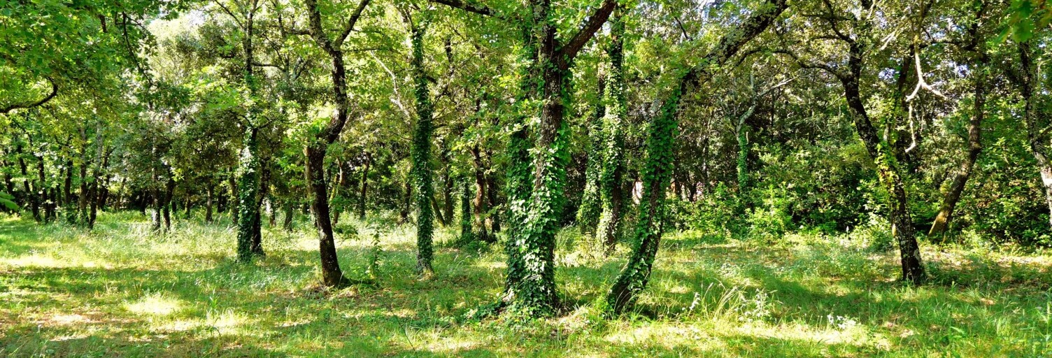 Terrain   m² à vendre à Uzès (30700)