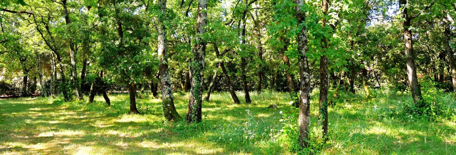 Terrain  1055 m² à vendre à Uzès (30700)