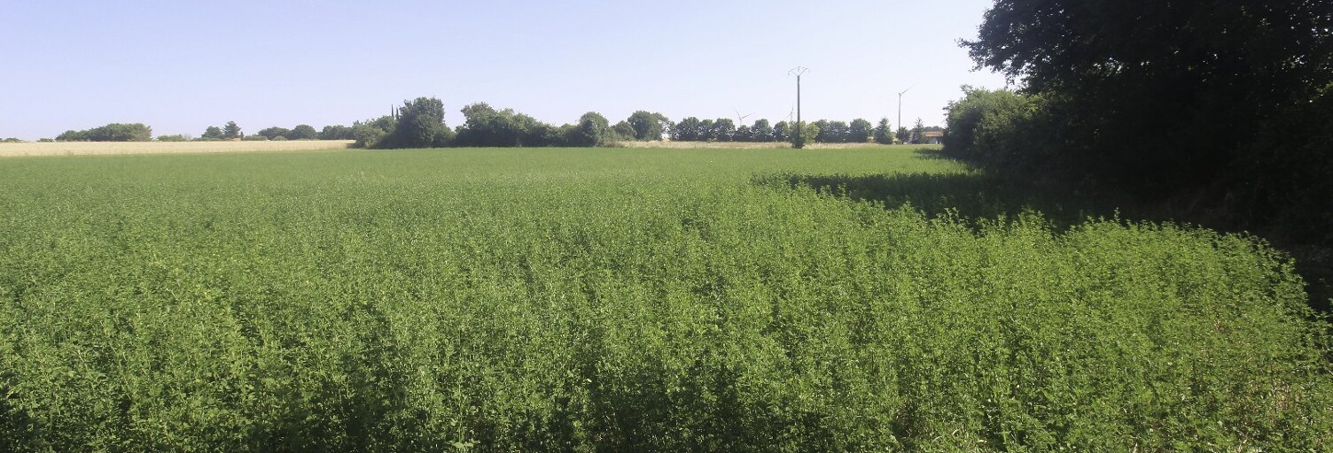 Terrain  4397 m² à vendre à Nachamps (17380)