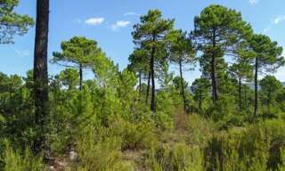 Terrain  6100 m² à vendre à Lanton (33138)