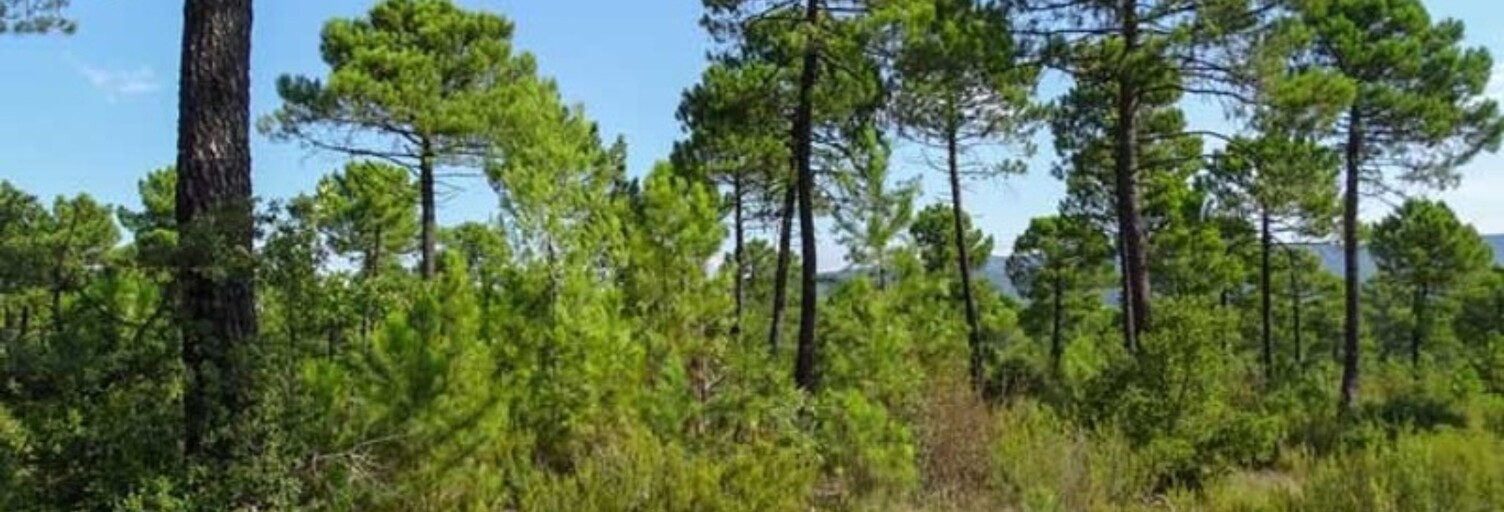 Terrain  6100 m² à vendre à Lanton (33138)