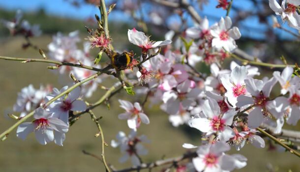 Terrain  à vendre Vallon-Pont-d'Arc 07150