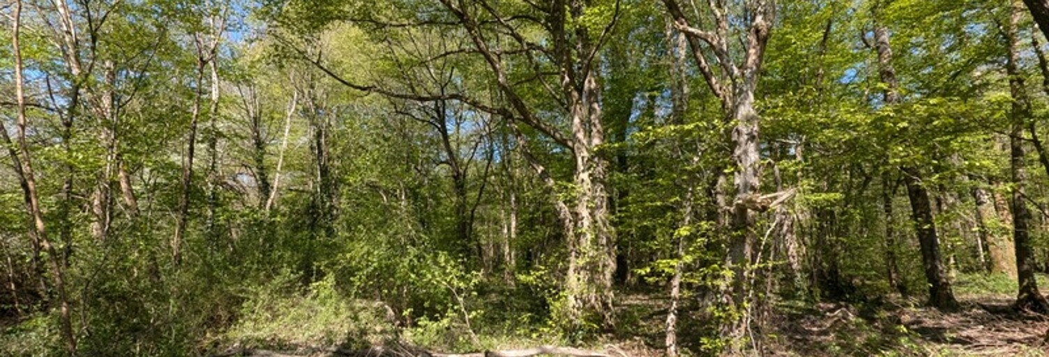 Terrain  8597 m² à vendre à Guignes (77390)