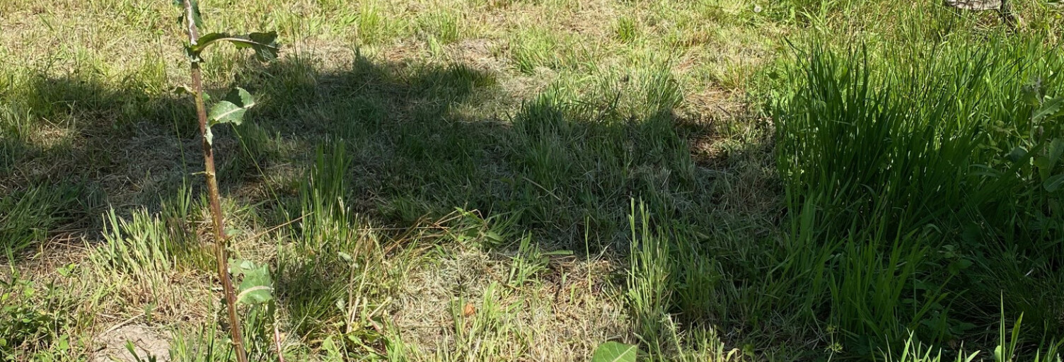 Terrain  650 m² à vendre à Margaux-Cantenac (33460)