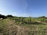 Terrain — photo 2