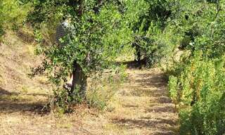 Terrain  8591 m² à vendre à Contes (06390)