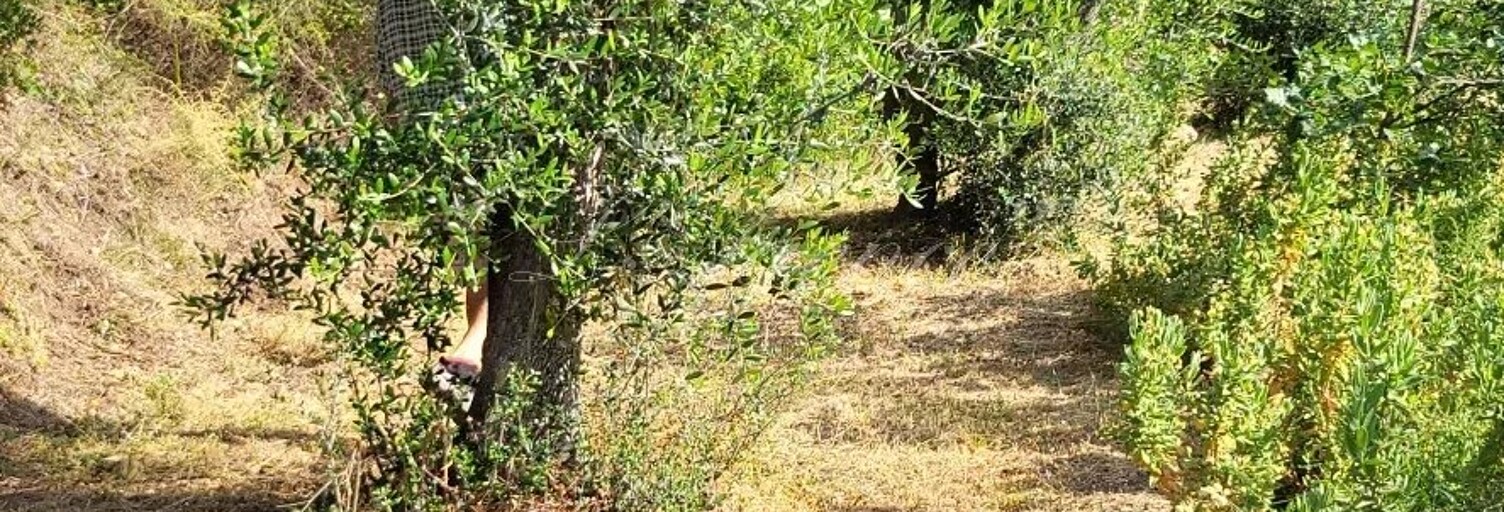 Terrain  8591 m² à vendre à Contes (06390)