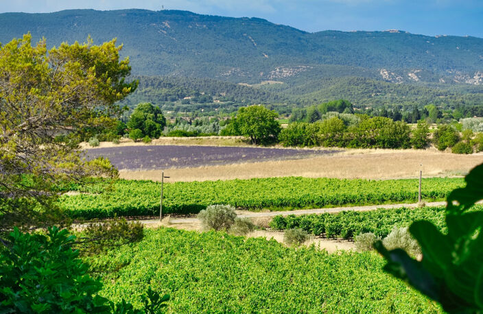 Exclusivité Mas en pierre en campagne de cucuron — photo 3