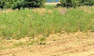 Terrain  480 m² à vendre à Pfulgriesheim (67370)