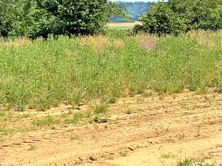 PFULGRIESHEIM LE JARDIN DES HESPERIDES LOTISSEMENT — photo 1
