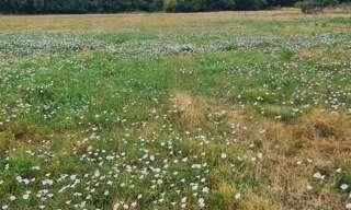 Terrain  1616 m² à vendre à Coutras (33230)