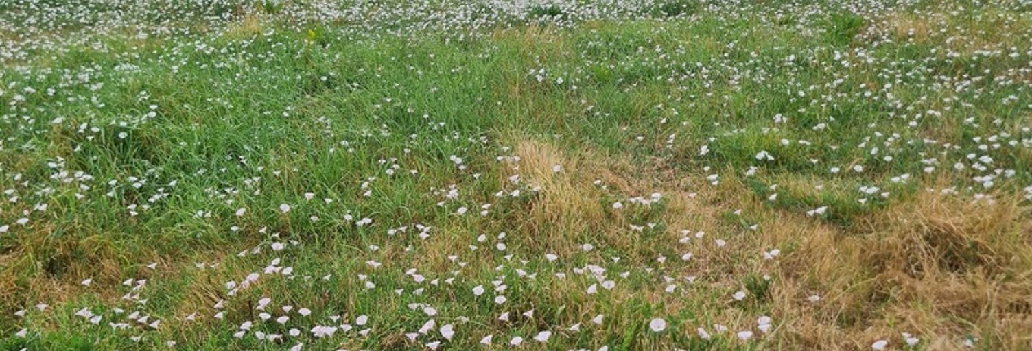 Terrain  1616 m² à vendre à Coutras (33230)