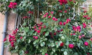 Maison 5 Pièces 118 m² à vendre à Saint-Gengoux-le-National (71460)