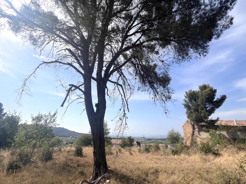 Terrain  à vendre Boutenac 11200