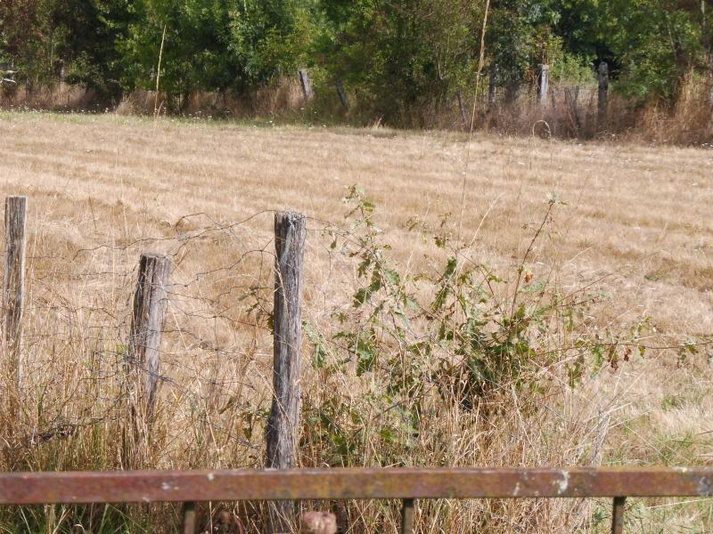 Terrain  à vendre Saint-Médard-de-Guizières 33230