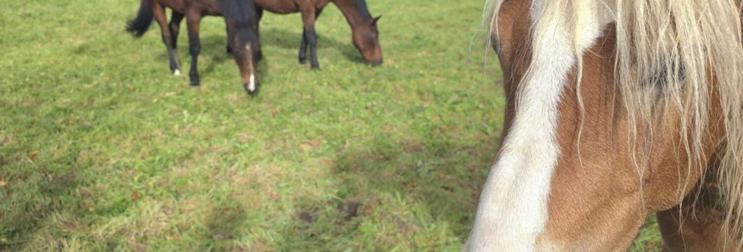 Maison 5 Pièces 112 m² à vendre à La Lande-de-Goult (61320)