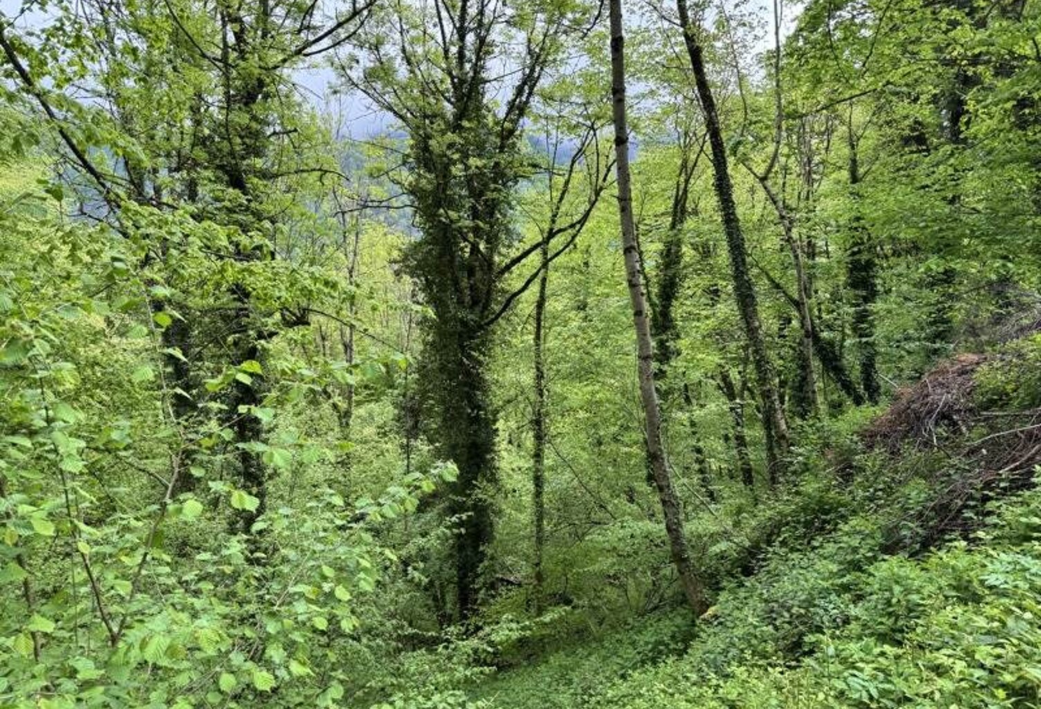 Forêt de 0 pièces principales — photo 1